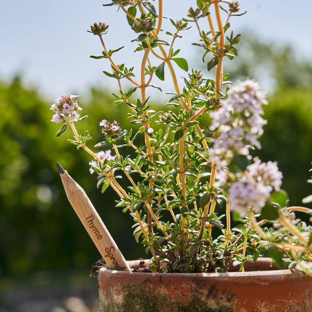 Crayon à planter Sprout pousse graines