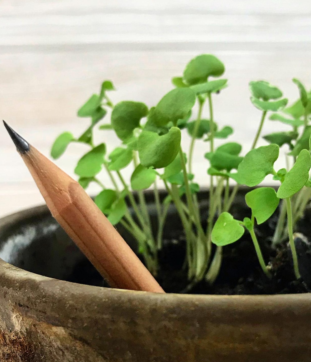 Crayons à planter