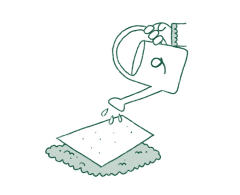 Comment pousse le papier ensemencé étape 1