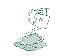 Comment pousse le papier ensemencé étape 3