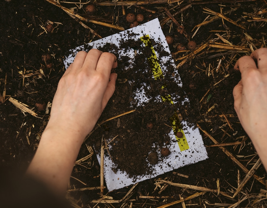 Comment pousse le papier à planter ?