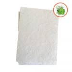 Feuille à planter vierges herbes aromatiques