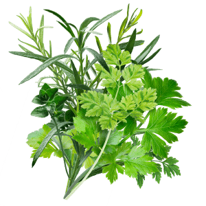 Graines d'aromatique papier ensemencé