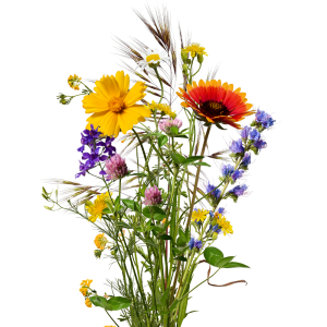 Graines de fleurs des champs dans papier à semer