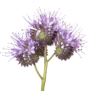 Graines de phacélie dans papier ensemencé