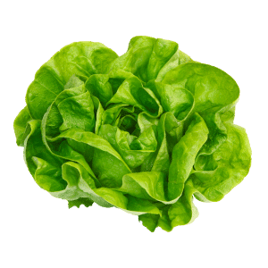 Graines de salade dans papier à planter