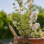 Crayon à planter Sprout pousse graines