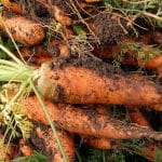 graines de carotte papier