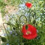 Feuilles ensemencees coquelicots