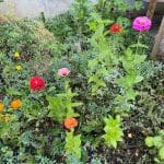 papier ensemencé fleurs sauvages