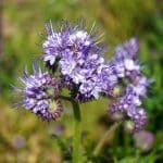 Graines phacélie papier