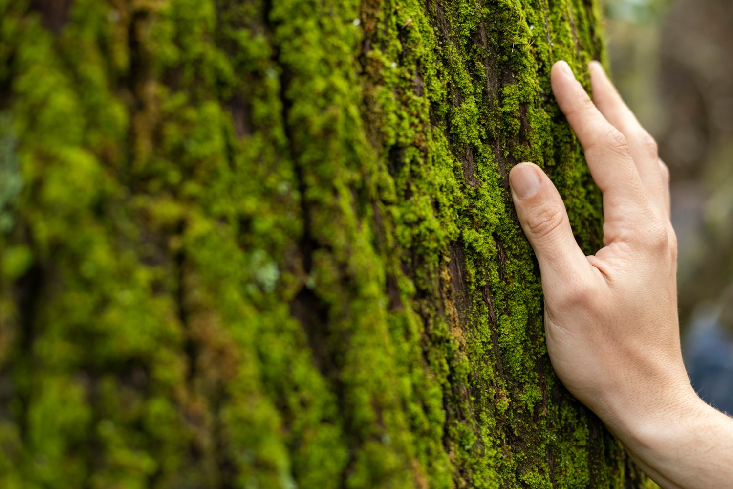 Symbolique arbres