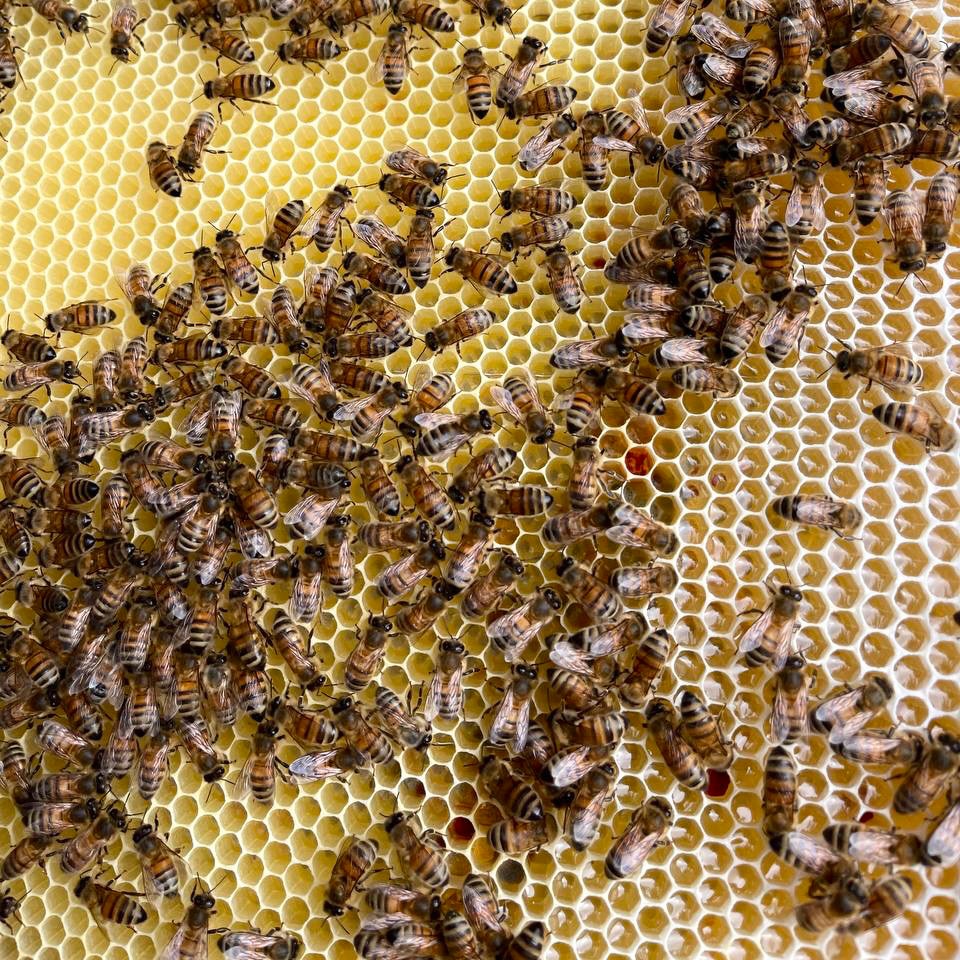 🌼 20 mai : Journée mondiale des abeilles. Pourquoi et comment agir en entreprise ?