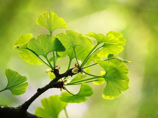 La feuille de ginkgo : symbolisme et significations 🍃